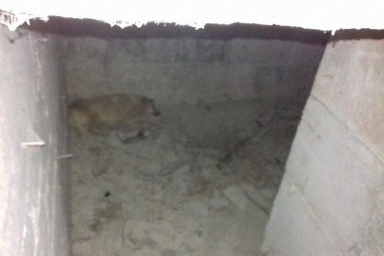 Başkent'te su kuyusuna d&uuml;şen k&ouml;peği belediye ekipleri kurtardı