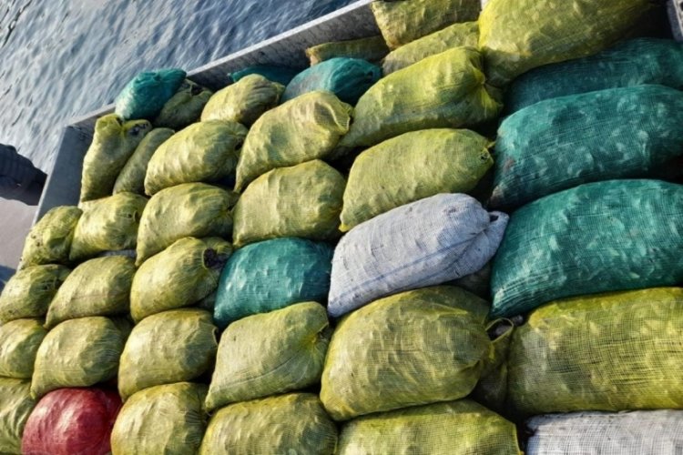 Bursa'da ka&ccedil;ak midye operasyonu