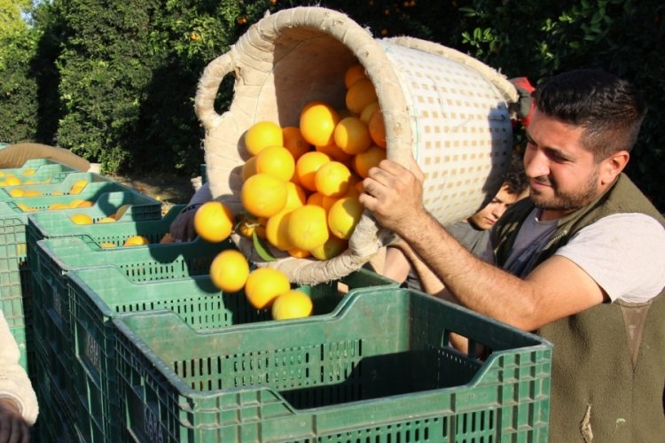 Mersin'de portakalda hasat başladı