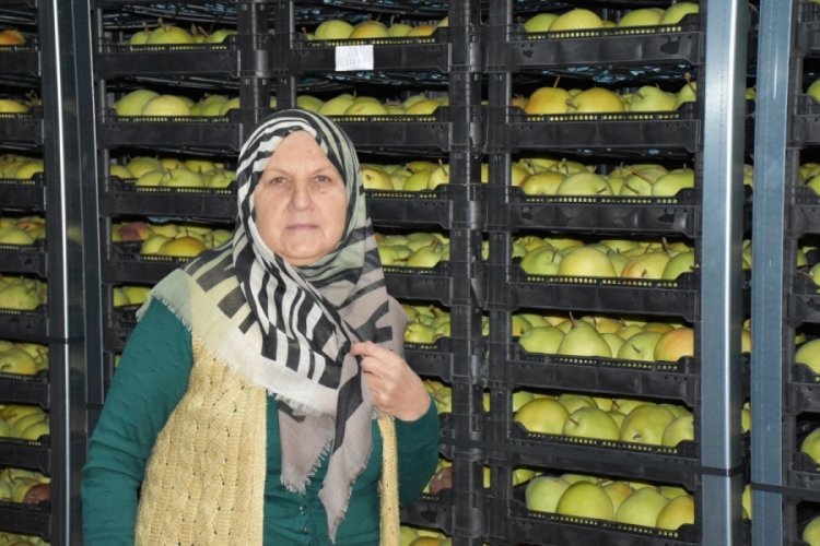 Bursa'da yetiştirdiği armutları kendi buzhanesinde muhafaza edip ihracat yapıyor