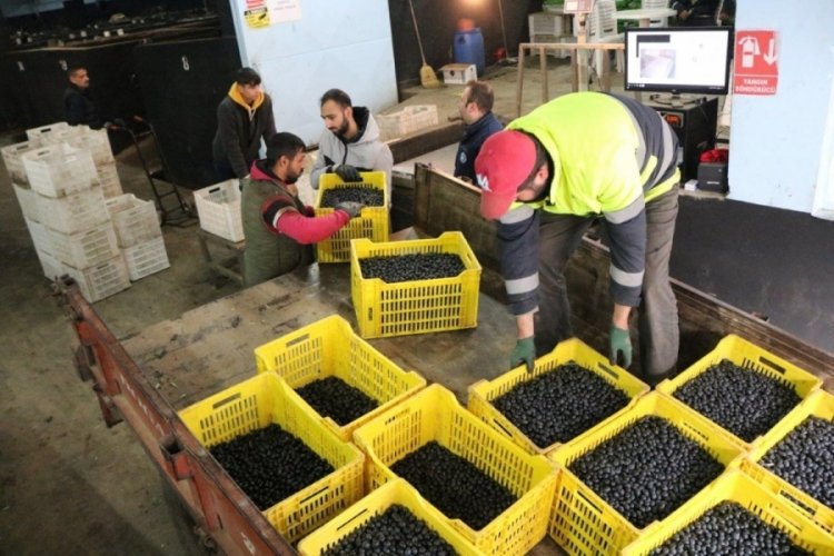 Hidamet Asa: Zeytin &uuml;retiminde T&uuml;rkiye 2022 yılında d&uuml;nya birincisi konumuna gelmiştir
