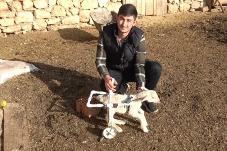 K&uuml;tahya'da fel&ccedil;li kuzuya y&uuml;r&uuml;te&ccedil; yaptı