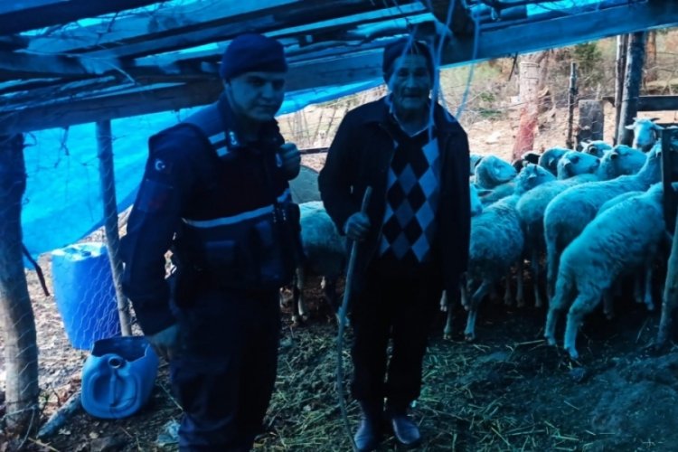 Bursa'da kaybolan 25 koyunu jandarma buldu