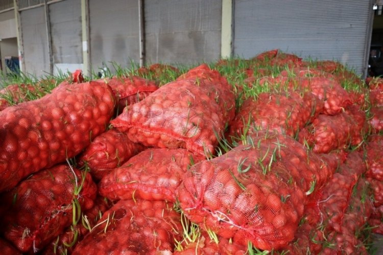 Şanlıurfa'da  22 ton &ccedil;&uuml;r&uuml;m&uuml;ş soğan imha edildi