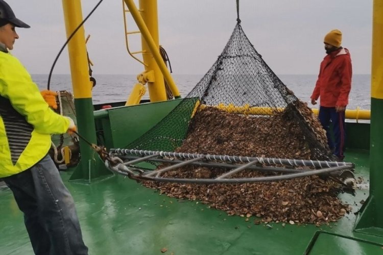 Karadeniz'de deniz salyangozu stoku azalıyor