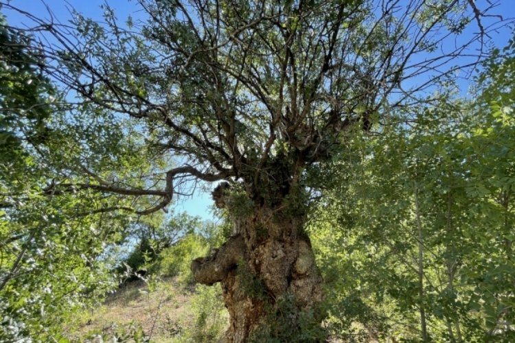 Balıkesir Ayvalık'taki sakız ağa&ccedil;ları &ccedil;ift&ccedil;iye kazan&ccedil; kapısı olacak