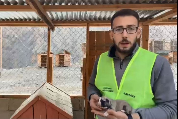 Artvin'de yeni doğan yavru k&ouml;pek kalp masajıyla hayata d&ouml;nd&uuml;r&uuml;ld&uuml;