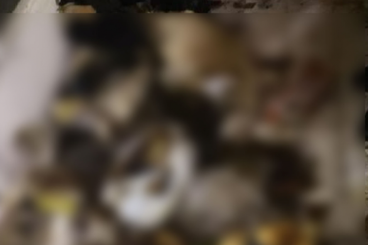 Muğla'da bir evde &ccedil;ok sayıda kedi ve k&ouml;pek &ouml;l&uuml;s&uuml; bulundu!