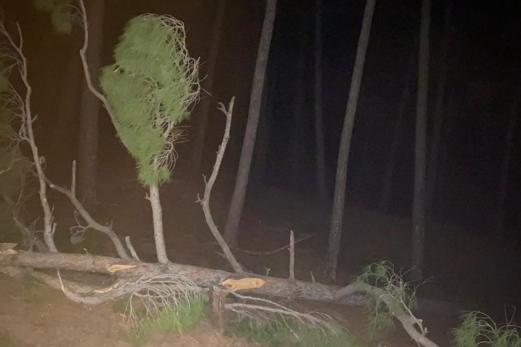 Adana'da kestiği ağacın altında kalan şahıs hayatını kaybeti