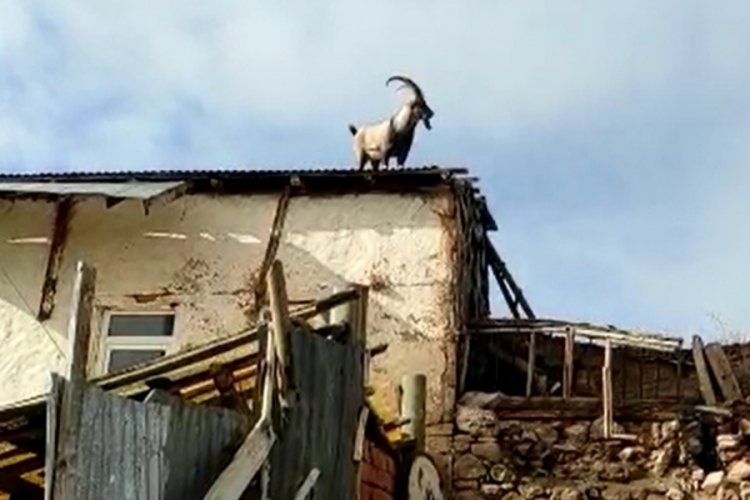 Bayburt'ta k&ouml;peklerden ka&ccedil;an yaralı dağ ke&ccedil;isi dama &ccedil;ıktı