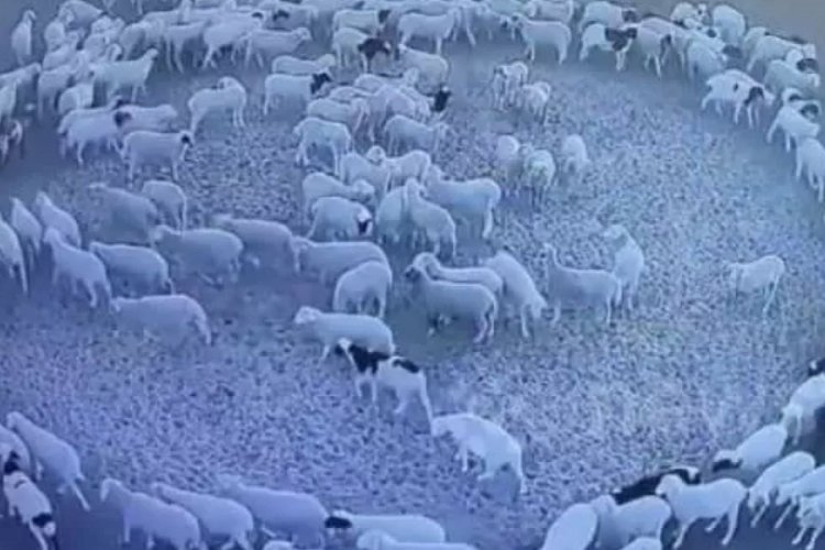 &Ccedil;in'de 12 g&uuml;n boyunca d&ouml;nen koyunların gizemi &ccedil;&ouml;z&uuml;ld&uuml;