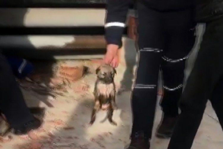 Afyonkarahisar'da yavru k&ouml;pek i&ccedil;in seferber oldular
