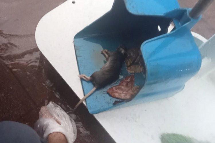 Sağanak yağmurda kalan fareyi b&ouml;yle kurtardı