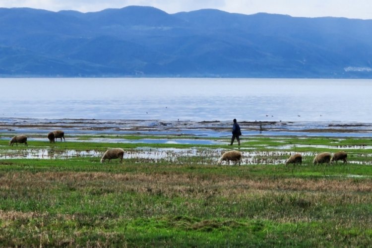 Suları &ccedil;ekilen İznik G&ouml;l&uuml;, artık mera olarak kullanılıyor