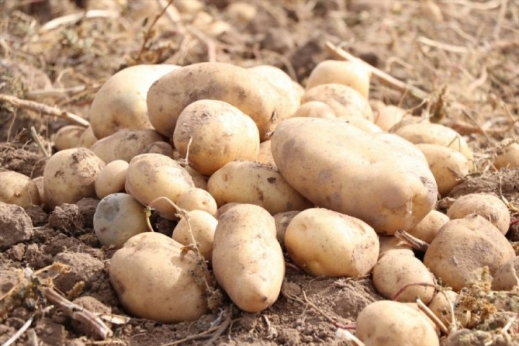 Niğde'de yerli patates &ccedil;eşitlerinin ıslahı devam ediyor