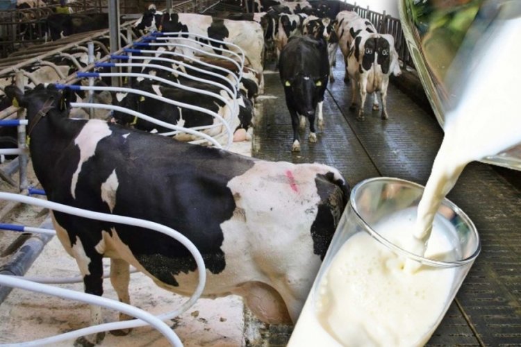 S&uuml;t krizi giderek b&uuml;y&uuml;yor: Ekimde de &uuml;retim azaldı
