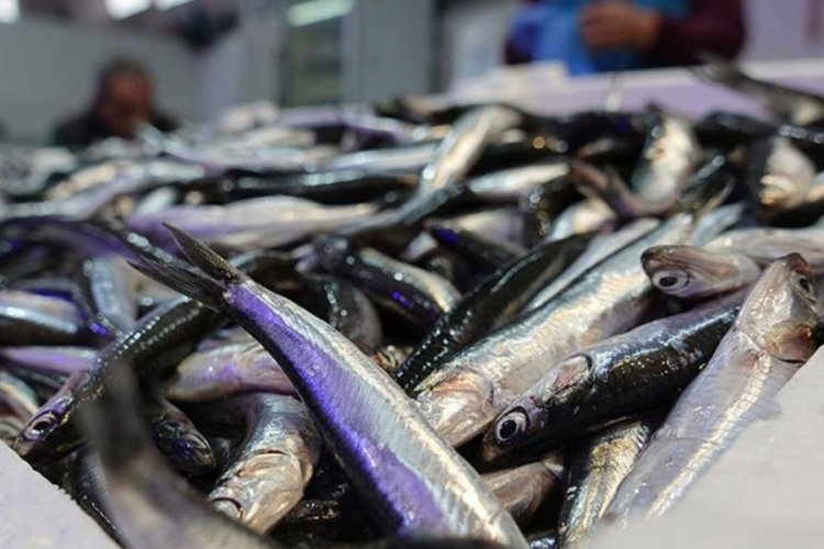 Samsun'da iriliği artan hamsi 70 liradan alıcı buluyor