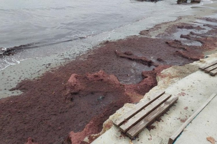 Tekirdağ sahilindeki kırmızılık g&ouml;renleri şaşırttı