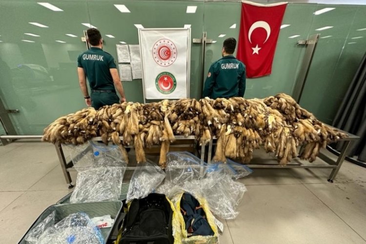Bin 200 samur postu İstanbul Havalimanı'nda ele ge&ccedil;irildi