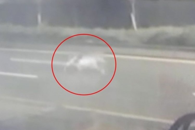 Ankara'da ka&ccedil;ak aslan panik yarattı