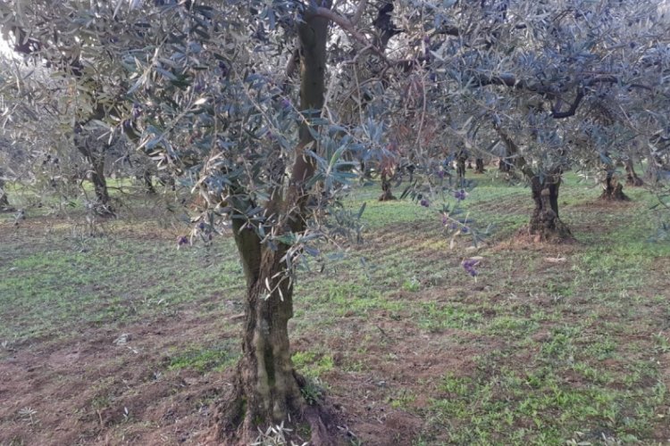 Bursa'da zeytin tarlasında hırsızlık: &Ccedil;ift&ccedil;inin malzemelerini de kullandılar