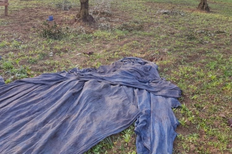 Bursa'da zeytin hırsızları aynı tarlaya yine girdi