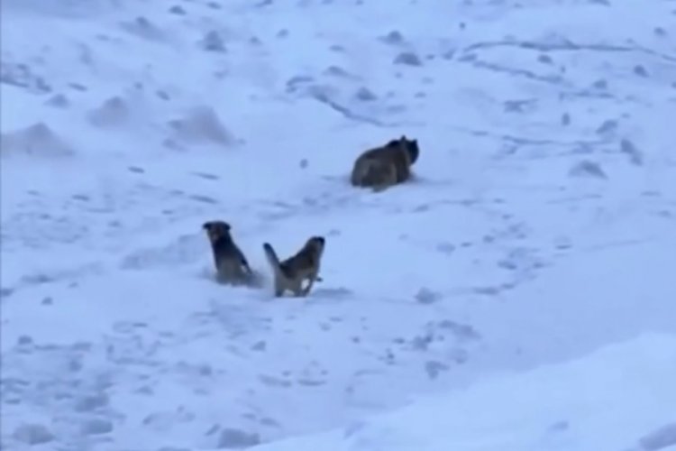 Tunceli'de dağcıları ayı saldırısından kangal k&ouml;pekler kurtardı