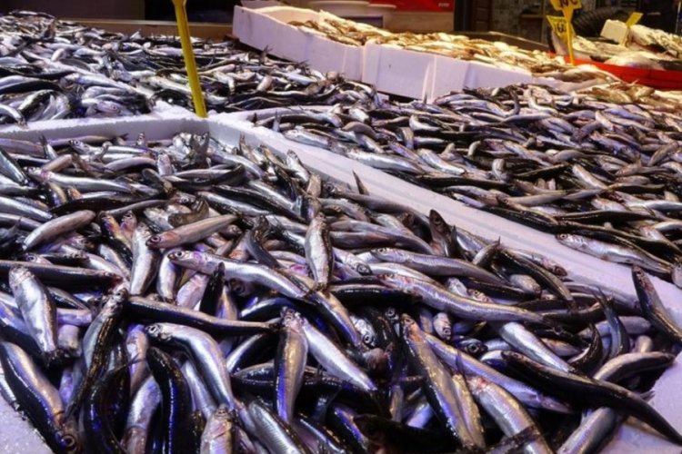 Hava muhalefeti hamsi fiyatını ikiye katladı