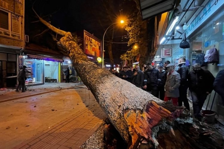 Bursa'da 40 metrelik &ccedil;ınar ağacı d&uuml;kkanların &uuml;zerine devrildi