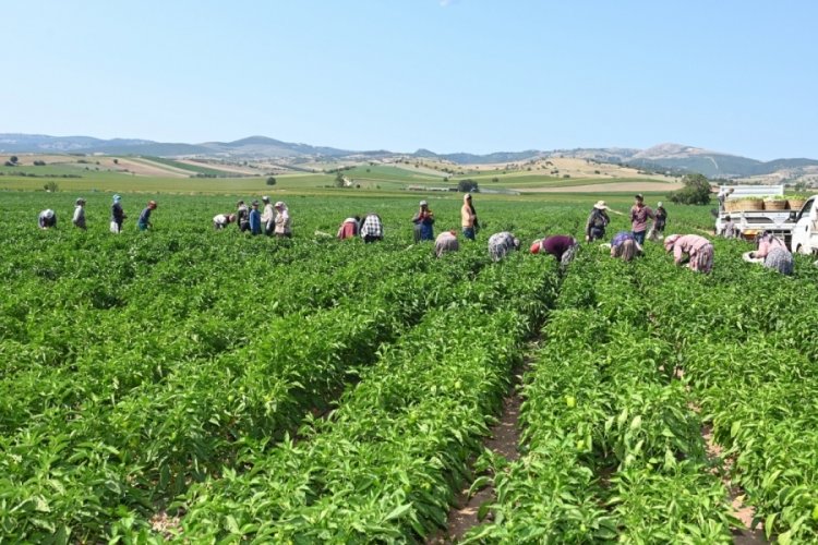 Bursa 'Yenişehir biberi'ne de tescil belgesi