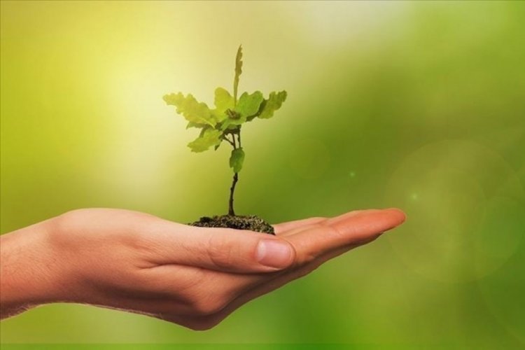 Bursa'da başlatılan proje ile Yalova'da bin fidanlık orman oluşturuldu