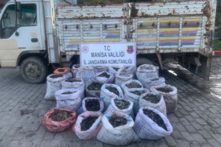 Manisa'da zeytin hırsızları jandarmadan ka&ccedil;amadı