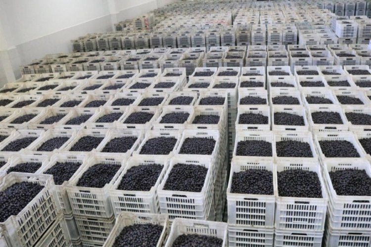 Marmarabirlik'ten 150 milyonluk &ouml;deme