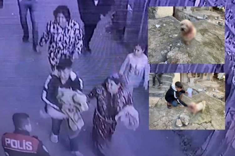 İstanbul Fatih'te 8 aylık k&ouml;peğe işkence: Kanlar i&ccedil;inde bulundu