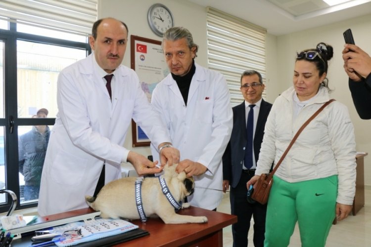 Adana'da 15 bin hayvana &ccedil;ip takıldı