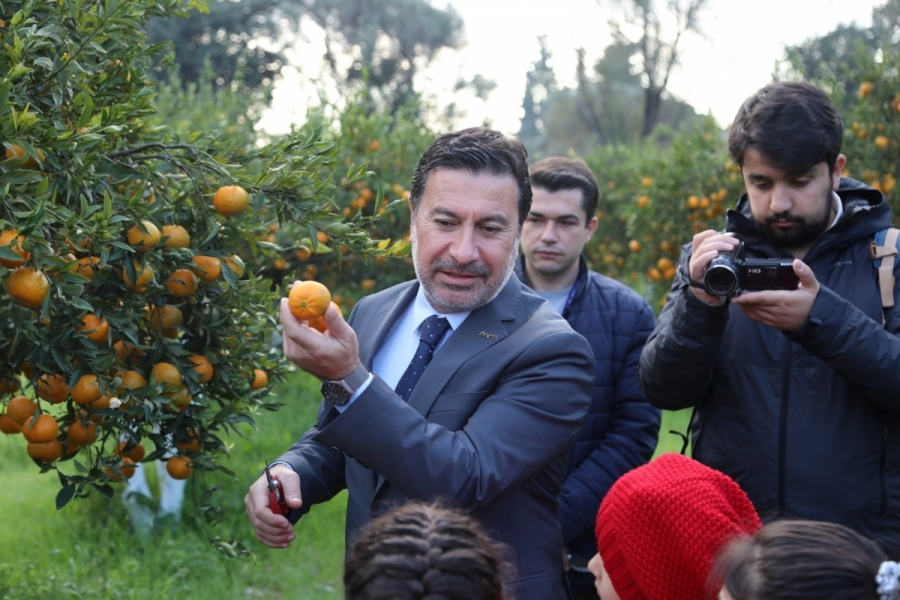 Muğla'da Başkan Aras, &ouml;ğrencilerle mandalina hasadı yaptı