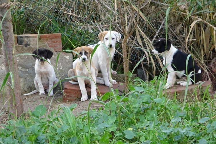 Bursa'da terk edilen yavru k&ouml;peklere site sakinleri sahip &ccedil;ıktı