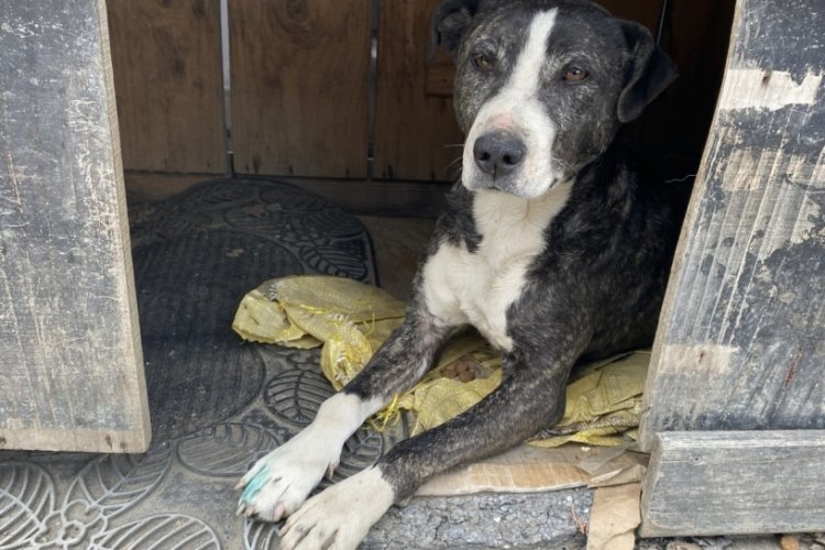 İstanbul'da bir s&uuml;r&uuml;c&uuml; k&ouml;peği ezdikten sonra ka&ccedil;tı