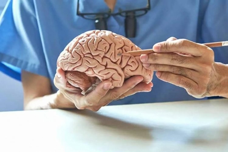 Bilim insanları, karaciğer yağlanmasının beyne zarar verdiğini ortaya koydu