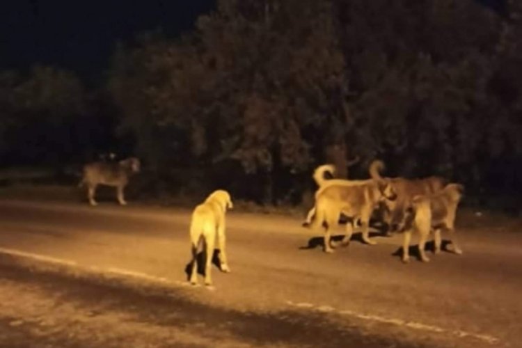 Bursa Orhangazi'de sokak k&ouml;peklerinde artış