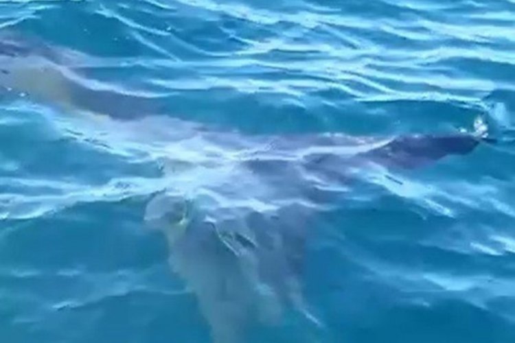 Balıkesir'de k&ouml;pek balığı paniği