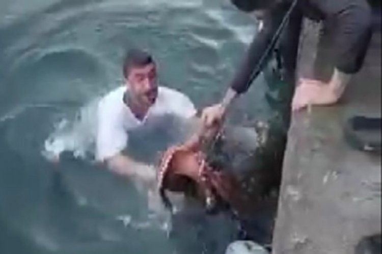 İzmir'de bir kişi ahtapotu eliyle yakaladı