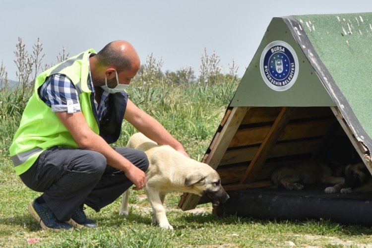Bursa B&uuml;y&uuml;kşehir'den sokak hayvanlarına şefkat