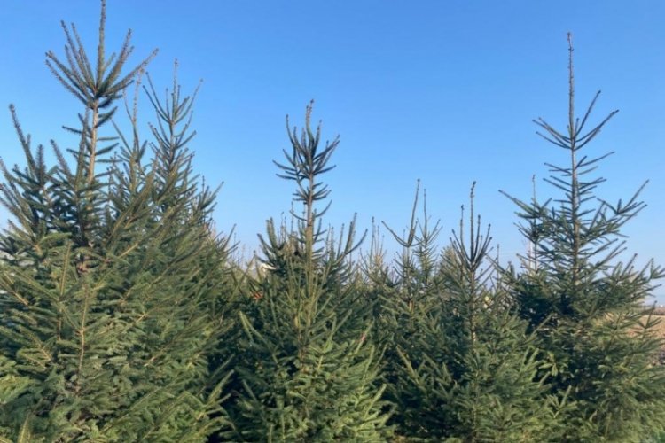 Bursa'da ormanlar i&ccedil;in alınan yeni yıl tedbirleri