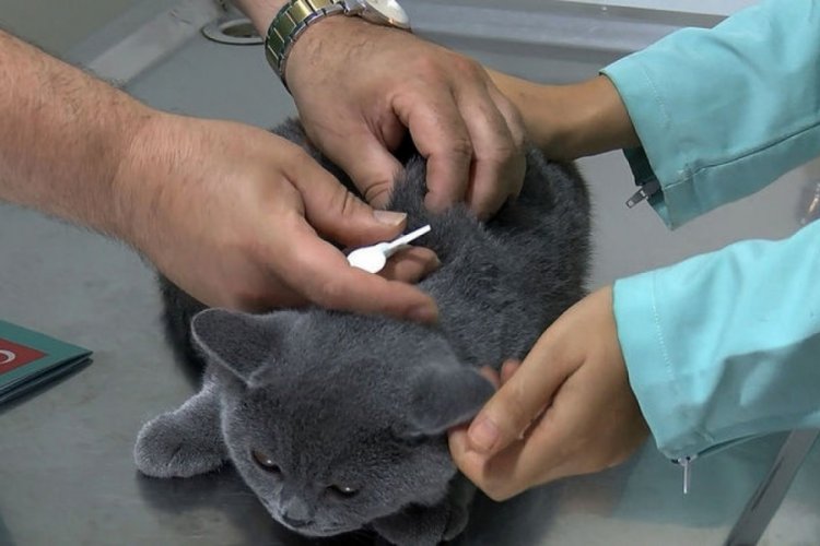 20 soruda hayvanlara &ccedil;ip takılması!
