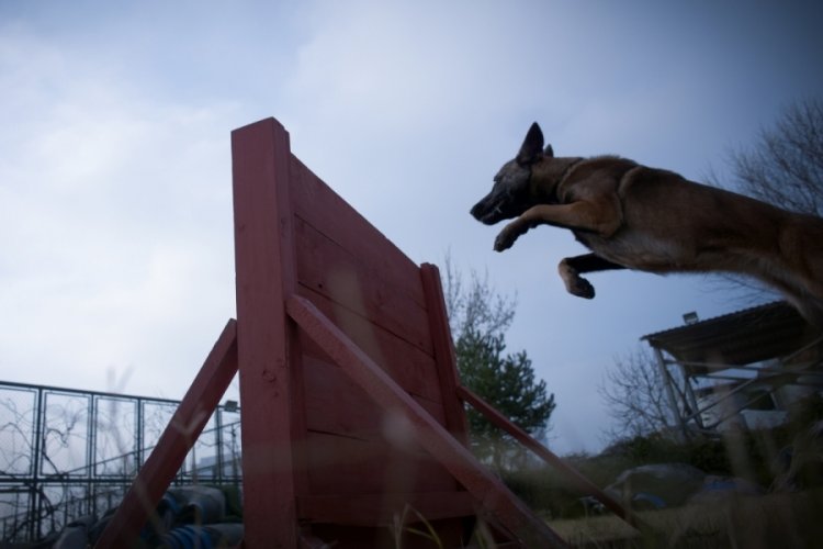 AFAD Bursa İl M&uuml;d&uuml;rl&uuml;ğ&uuml; 5 arama kurtarma k&ouml;peğini eğitiyor