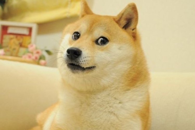 Dogecoin'e ilham veren k&ouml;peğe kanser teşhisi konuldu