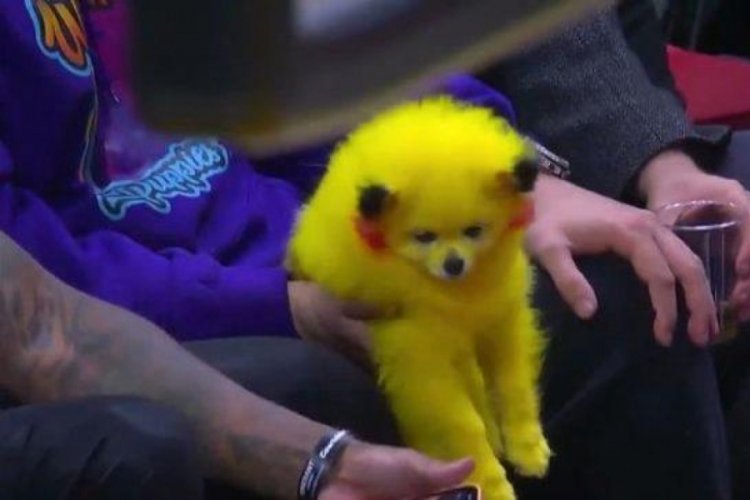 K&ouml;peğini boyadı! G&ouml;renlerden tepki yağdı