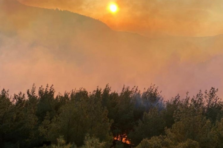 Osmaniye'de orman yangını