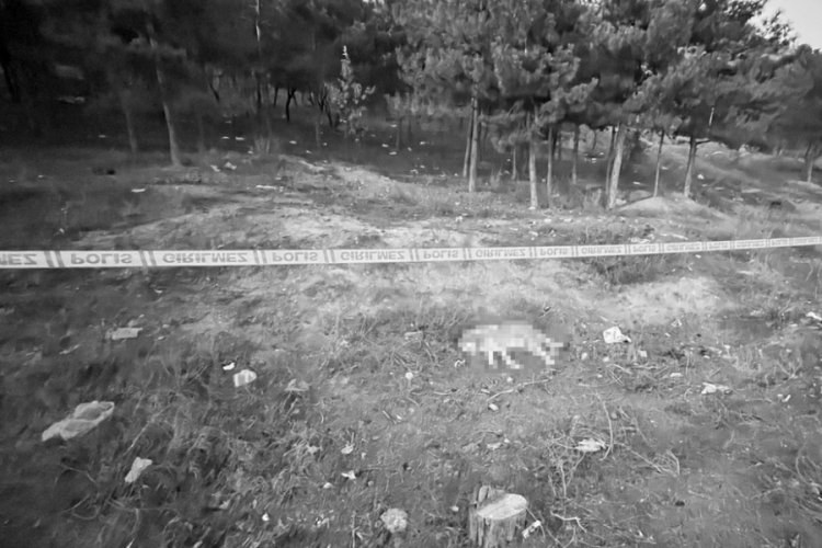 Ankara'da k&ouml;pek katliamı